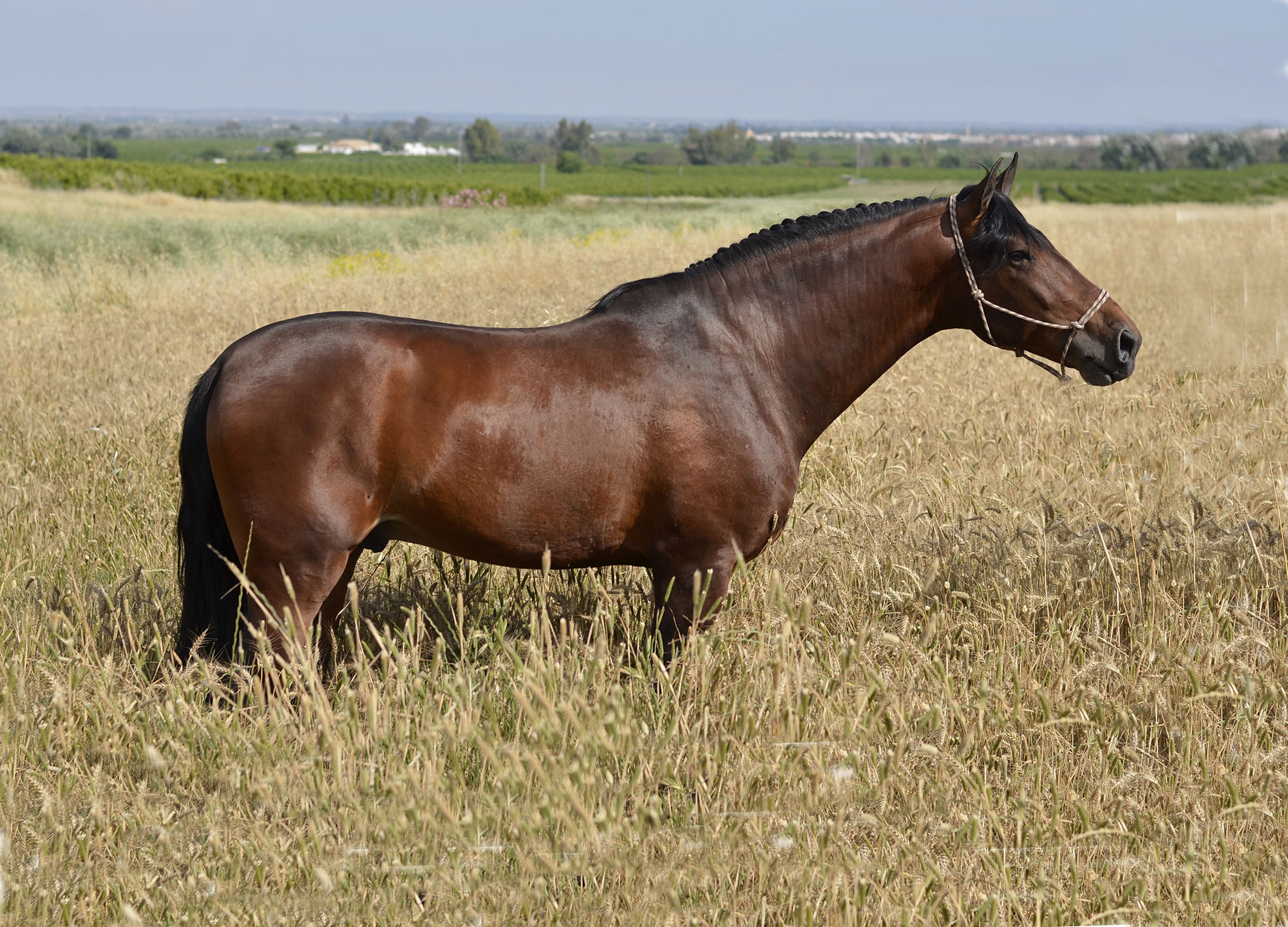 Listado de Caballos en Venta